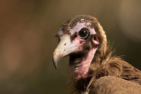Hooded Vulture (Necrosyrtes monachus) juvenile, Gambia, Africa