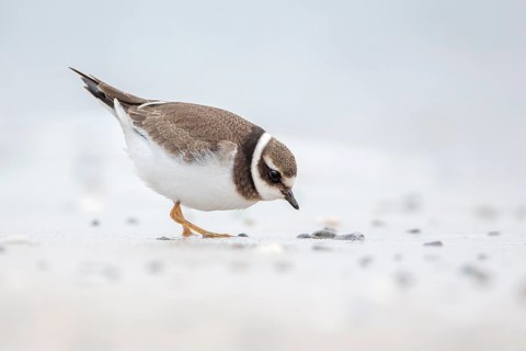 Common Ringed Plover (Charadrius hiaticula) juvenile foraging, Schleswig-Holstein, Germany, Europe