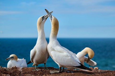 Northern gannet (Morus bassanus) greet each other with their beaks in the colony, at sunset,