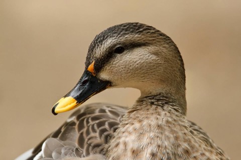 Indian Spot-billed Duck (Anas poecilorhyncha), Hamburg, Germany, Europe