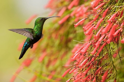 Green-throated Carib (Eulampis holosericeus) flying and feeding at a flower on the Caribbean Island