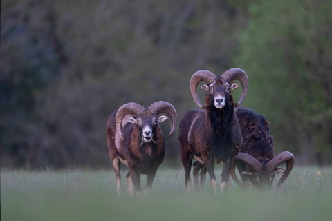 European mouflon (Ovis gmelini musimon, Syn.: Ovis orientalis musimon, Ovis aries musimon),