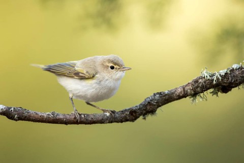 Western Bonelli's Warbler (Phylloscopus bonelli) perched on a branch, Andalusia, Spain, Europe