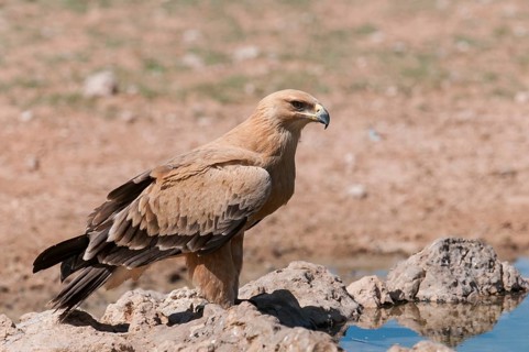 Tawny Eagle (Aquila rapax), Northern Cape, South Africa, Africa