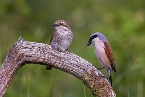 Red-backed Shrike (Lanius collurio) pair, Saxony-Anhalt, Germany, Europe