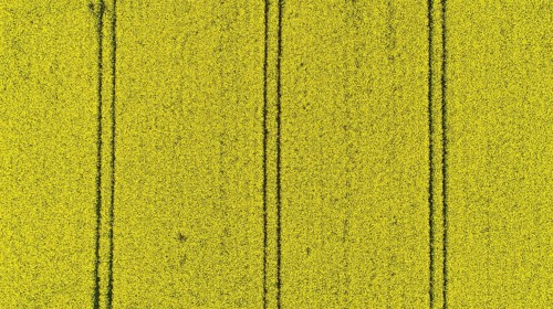 Yellow blooming field of rapeseed (Brassica napus) seen from the air, Mecklenburg-Western