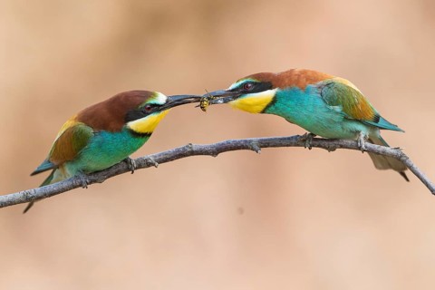 European Bee-eater (Merops apiaster) pair, feed transfer to female, Rhineland-Palatinate, Germany,