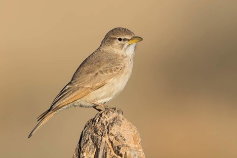 Desert Lark (Ammomanes deserti), Eilat, Israel, Asia