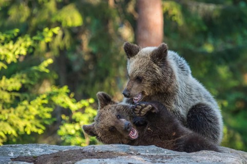 Eurasian Brown Bear (Ursus arctos) two fighting in forest, Finland, Europe