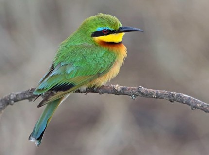Green Bee-eater (Merops orientalis), Masai Mara, Kenya, Africa