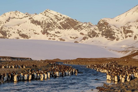 King Penguin (Aptenodytes patagonicus) perched on a rocky beach on South Georgia Island