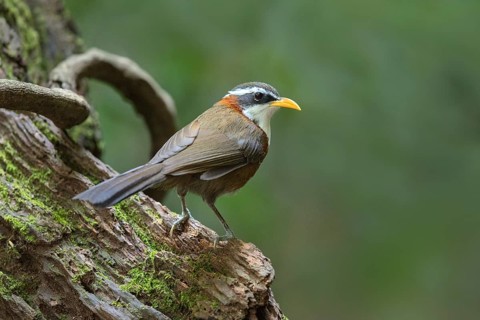 White-browed Scimitar Babbler (Pomatorhinus schisticeps), Bidoup National Park, Vietnam, Asia