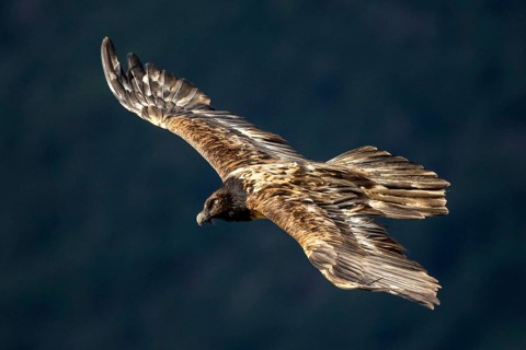 Bearded Vulture (Gypaetus barbatus) juvenile flying, Aragon, Spain, Europe