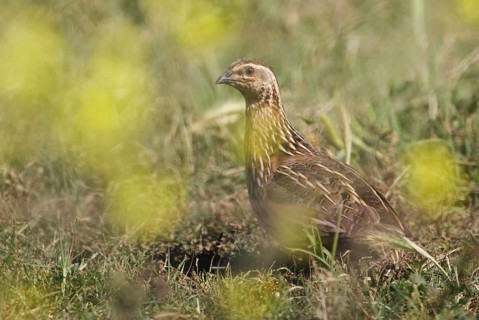 Common Quail (Coturnix coturnix), Western Cape, South Africa, Africa