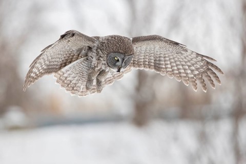 Great Grey Owl (Strix nebulosa) hovering, Quebec, Canada, North America