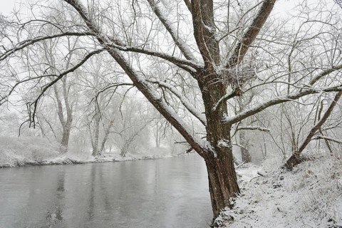 Winter landscape by a river, willows (Salix) on the bank in heavy snowfall, North Rhine-Westphalia,