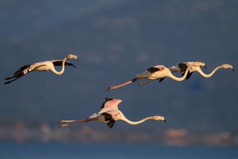 Greater Flamingo (Phoenicopterus roseus) flying, Greece, Europe