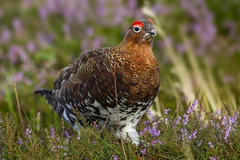 Red Grouse (Lagopus lagopus scotica), Yorkshire, United Kingdom, Europe