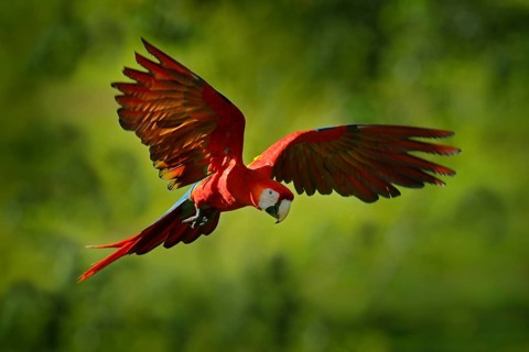 Parrot flight in the green jungle habitat. Red parrot in fly. Scarlet Macaw, Ara macao, in tropical