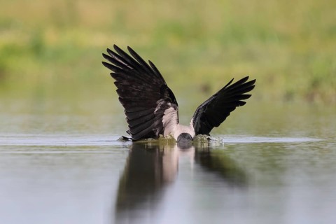 Hooded Crow (Corvus cornix), Hungary, Europe