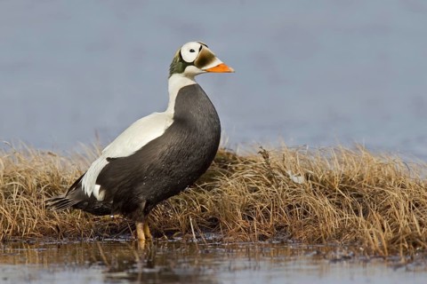 Spectacled Eider (Somateria fischeri) male, Alaska, USA, North America