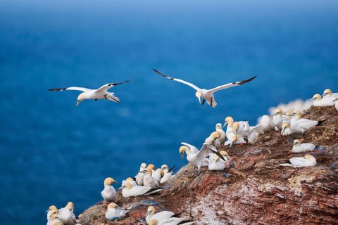 Northern gannet (Morus bassanus) flying over the cliffs, wildlife, Helgoland, Germany, Europe