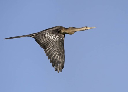 Anhinga (Anhinga anhinga) flying, Florida, USA, North America