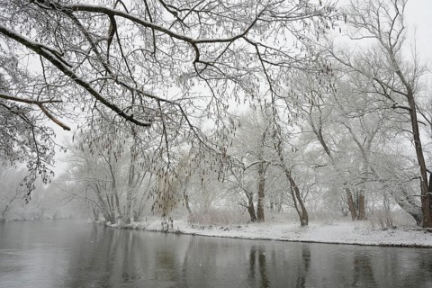 Winter landscape by a river, willows (Salix) and alders (Alnus) on the bank in dense snowfall,