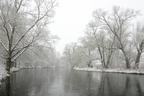 Winter landscape by a river, willows (Salix) on the bank in heavy snowfall, North Rhine-Westphalia,