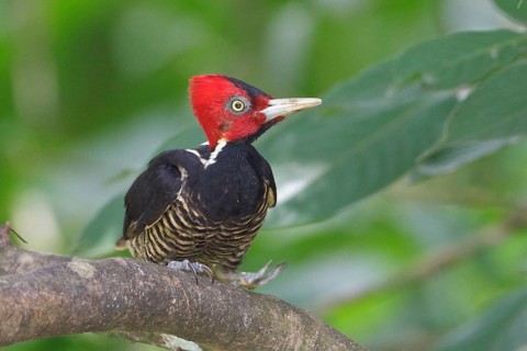 Pale-billed Woodpecker (Campephilus guatemalensis) perched on a branch in Costa Rica, Central