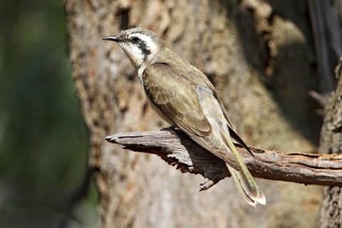 Black-eared Cuckoo (Chrysococcyx osculans), New South Wales, Australia, Oceania