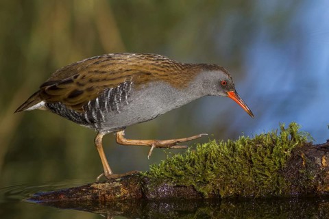 Water Rail (Rallus aquaticus), Cheshire, United Kingdom, Europe