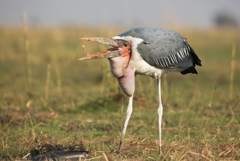 Marabou Stork (Leptoptilos crumenifer) feeding on a large catfish, Chobe, Botswana, Africa