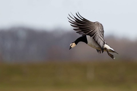 Barnacle Goose (Branta leucopsis) landing, North Rhine-Westphalia, Germany, Europe