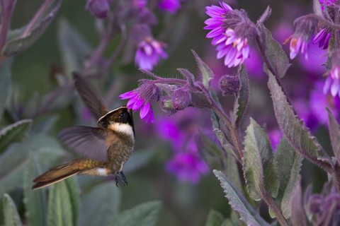 Buffy Helmetcrest (Oxypogon stuebelii) male feeding on flower nectar, Los Nevados National Park,