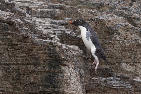 Southern Rockhopper Penguin (Eudyptes chrysocome) hopping, Bleaker Island, Falkland Islands, South