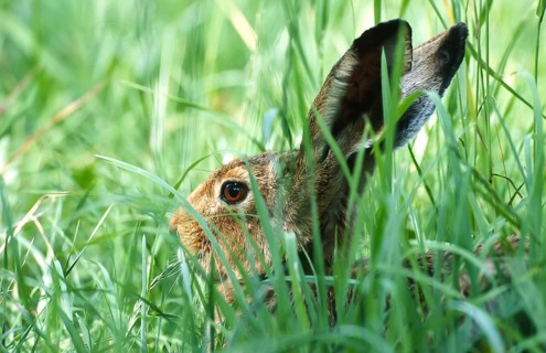 European brown hare (Lepus europaeus) sitting in its manger in a meadow, North Rhine-Westphalia,