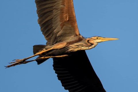 Purple Heron (Ardea purpurea) flying, Baden-Wuerttemberg, Germany, Europe