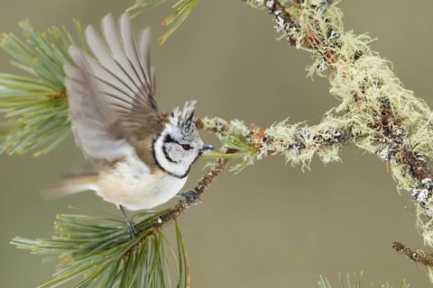 European Crested Tit (Lophophanes cristatus), Switzerland, Europe