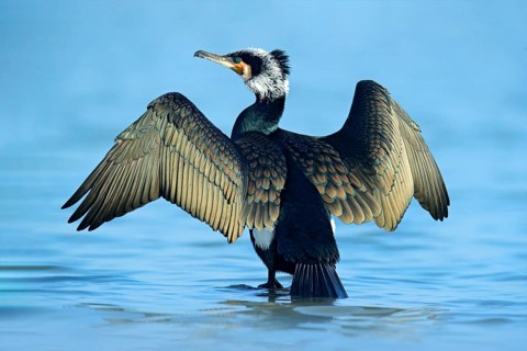 Great Cormorant, Phalacrocorax carbo, sitting in the blue water. Spring on the lake with beutiful