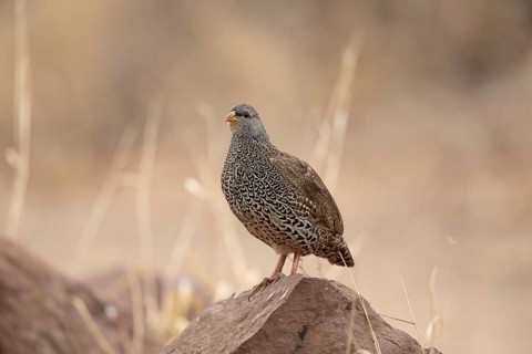 Natal Spurfowl (Pternistis natalensis) perched on a rock, South Africa, Africa