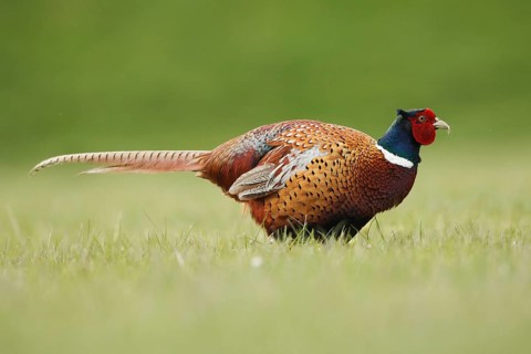 Common Pheasant (Phasianus colchicus) male, Netherlands