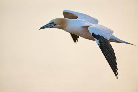 Northern gannet (Morus bassanus) flying over the sea at sunset, wildlife, Helgoland, Germany,