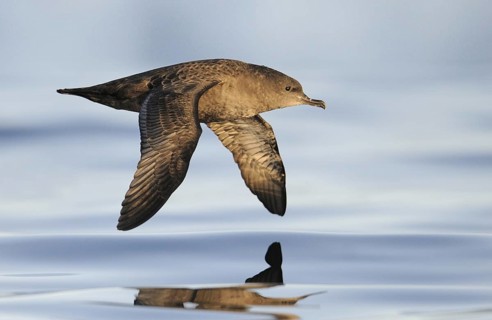 Sooty Shearwater (Ardenna grisea), British Columbia, Canada, North America
