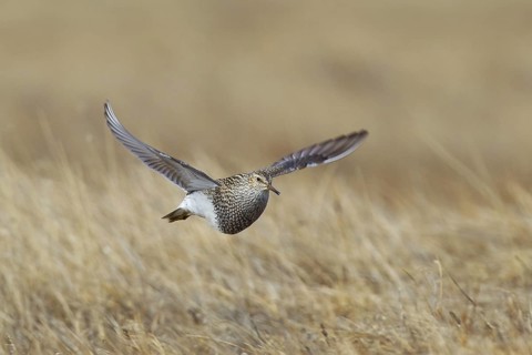 Pectoral Sandpiper (Calidris melanotos) juvenile flying, Alaska, USA, North America