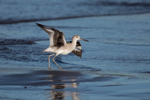Willet (Tringa semipalmata inornata) taking flight, Santa Rosa, Guatemala, Central America