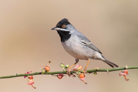 Rüppell's Warbler (Sylvia ruppeli) male, Eilat, Israel, Asia