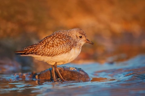 Kiebitzregenpfeifer, Pluvialis squatarola Grey Plover, amerik. Black-bellied Plover /