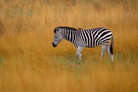 Okavango delta, zebra. Zebra with yellow golden grass. Burchell's zebra, Equus quagga burchellii,