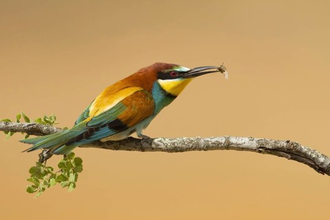 European Bee-eater (Merops apiaster), Portugal, Europe